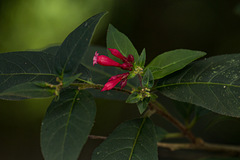 Cestrum fasciculatum