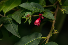 Cestrum fasciculatum