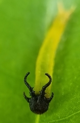 Polyura hebe plautus