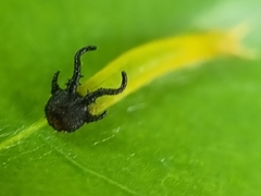 Polyura hebe plautus