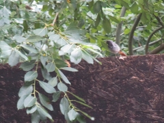 Phoenicurus ochruros
