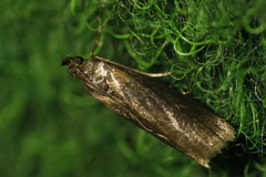 Sciota fumella