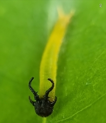 Polyura hebe plautus