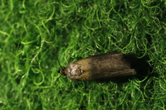 Sciota fumella