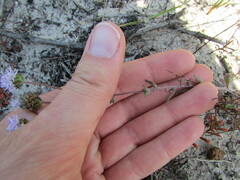 Phyllopodium cephalophorum