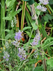 Bombus lapidarius