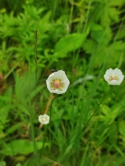 Parnassia palustris