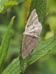 Cyclophora maderensis