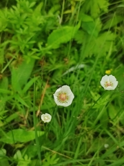 Parnassia palustris