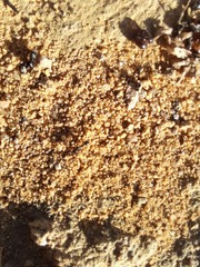 Tetramorium forte
