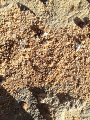 Tetramorium forte