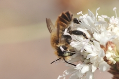 Megachile maritima