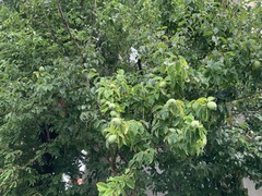 Pseudocydonia sinensis