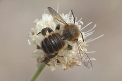 Megachile maritima