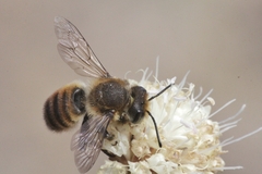 Megachile maritima