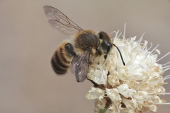Megachile maritima