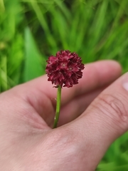 Sanguisorba officinalis