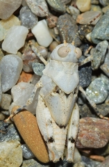 Sphingonotus morini