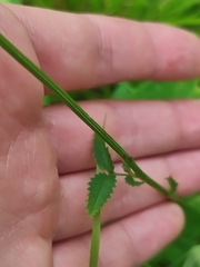 Sanguisorba officinalis