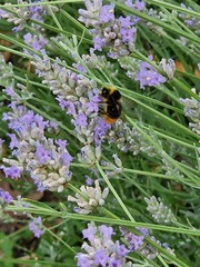 Bombus lapidarius
