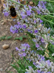 Bombus lapidarius