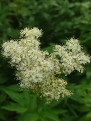 Filipendula ulmaria