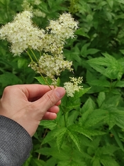 Filipendula ulmaria