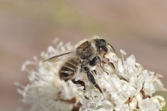 Megachile maritima