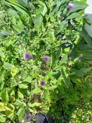 Cirsium arvense