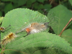 Calliteara conjuncta