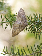 Cyclophora maderensis