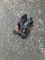 Eurystomus orientalis