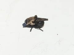 Cuterebra emasculator