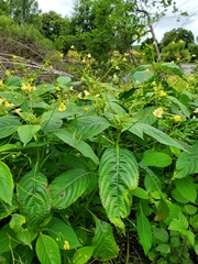 Impatiens parviflora