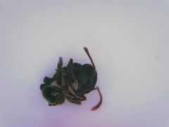 Tetramorium forte