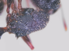 Tetramorium forte