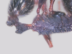 Tetramorium forte