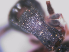Tetramorium forte