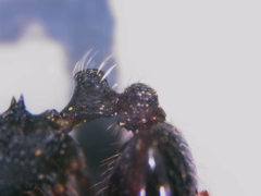 Tetramorium forte