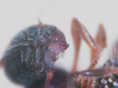 Tetramorium forte