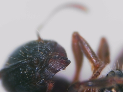 Tetramorium forte