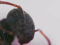 Tetramorium forte