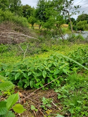 Impatiens parviflora