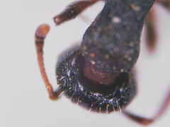 Tetramorium forte