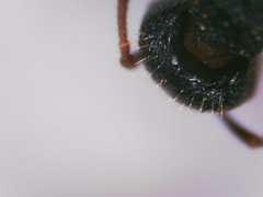 Tetramorium forte