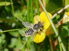 Megachile leachella
