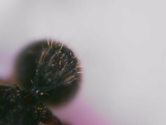 Tetramorium forte