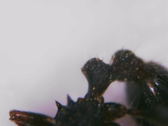 Tetramorium forte