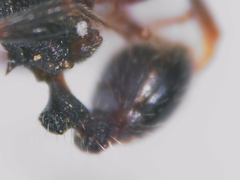 Tetramorium forte