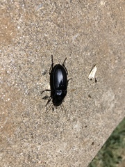 Harpalus caliginosus